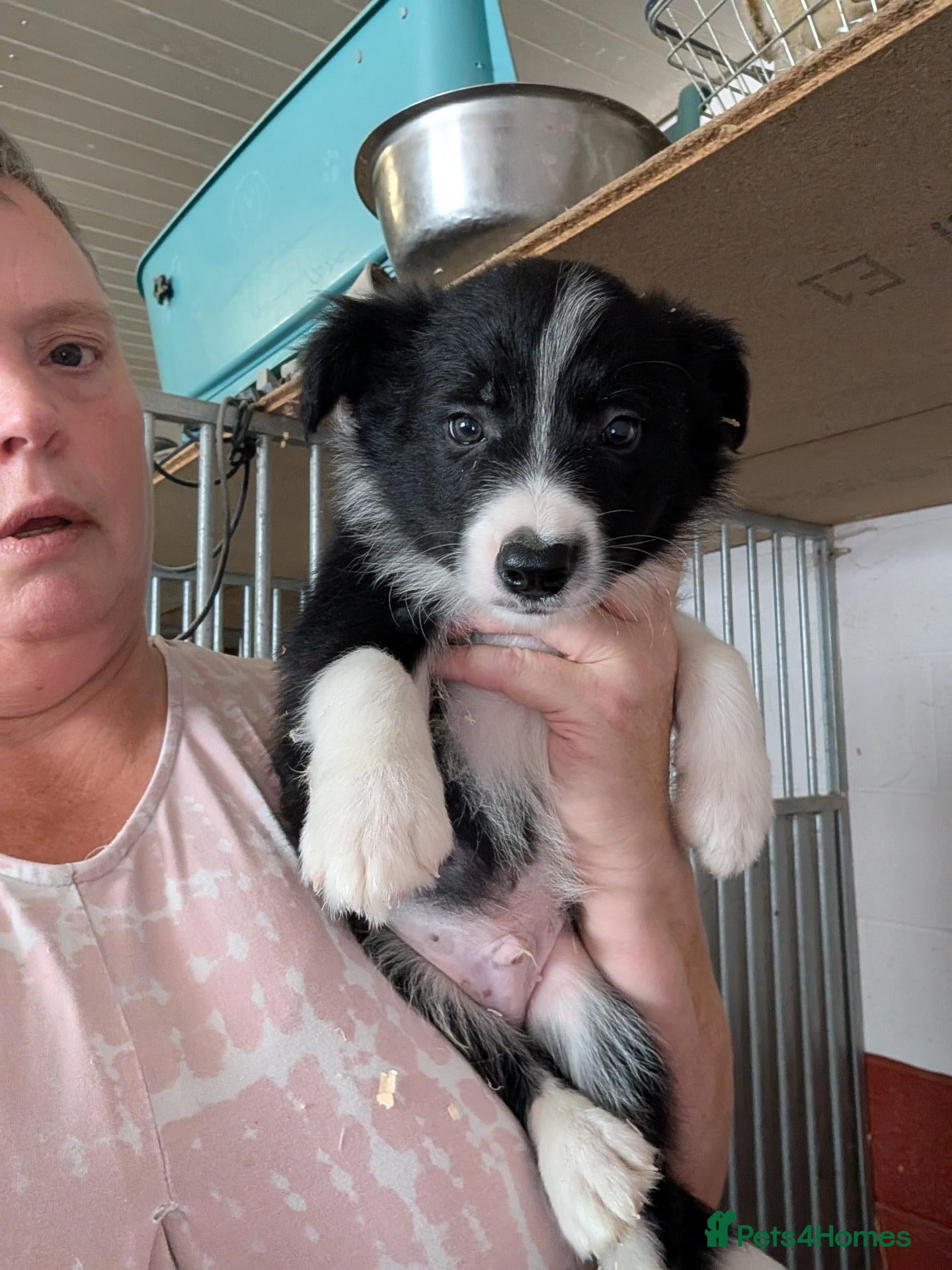 Border Collie dogs Border collie puppies  - Advert 13