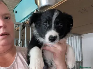 Border Collie dogs Border collie puppies - Advert 2