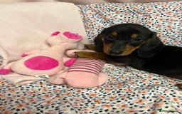 Dachshund dogs for sale: Gorgeous dachshund puppies  - Image 1