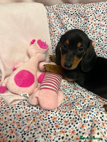 Dachshund dogs - Advert 1