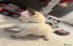Ragdoll cats for sale: Christmas Ragdoll kitten dolls available  - Image 12