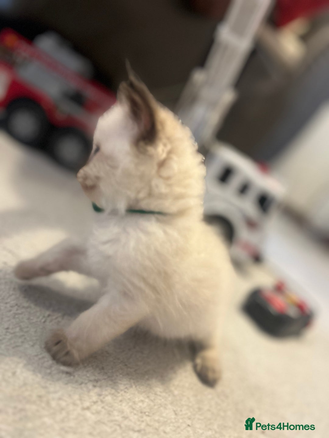 Ragdoll cats for sale: Christmas Ragdoll kitten dolls available  - Image 12