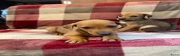 Mixed Breed dogs for sale: 🐾 STUNNING DOBERMAN × LURCHER PUPPIES 🐾 - Advert 16