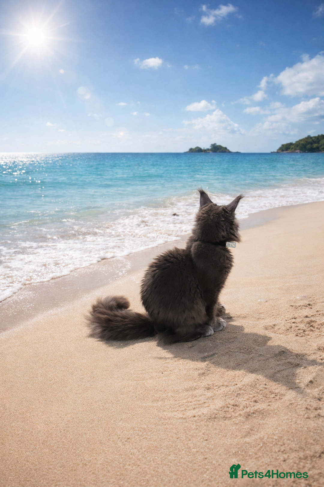 Maine Coon cats for sale: Gccf MaineCoon Kitten Exceptional Russian Lines 🌟 - Advert 10