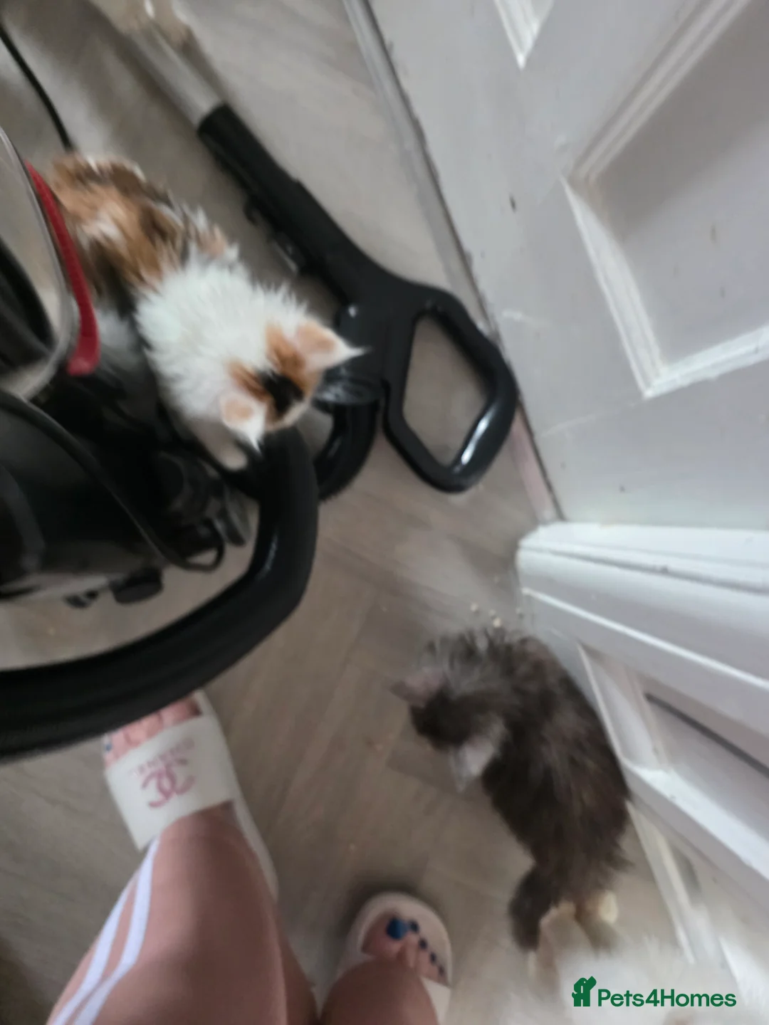 Maine Coon cats for sale: STUNNING MAINE COON KITTENS  - Advert 7