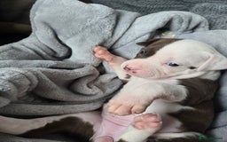 Staffordshire Bull Terrier dogs for sale: Staffordshire Bull Terrier  - Advert 14