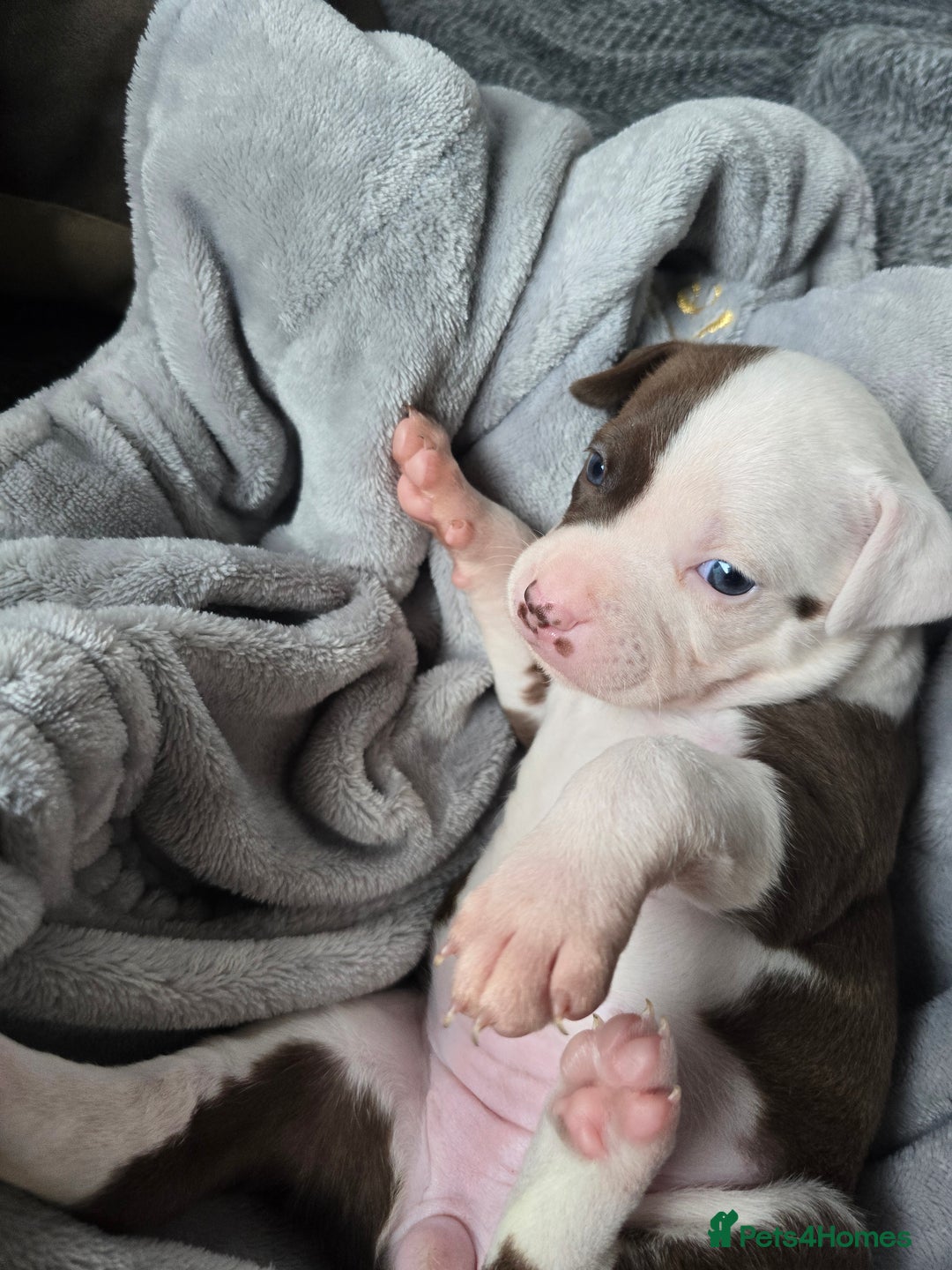 Staffordshire Bull Terrier dogs for sale: Staffordshire Bull Terrier  - Advert 14