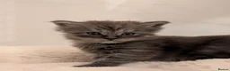 Maine Coon cats for sale: Stunning Tica pedigree kittens - Advert 14