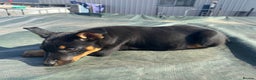 Australian Kelpie dogs for sale: Working Australian Kelpie Boys&Girls Pupps - Advert 4