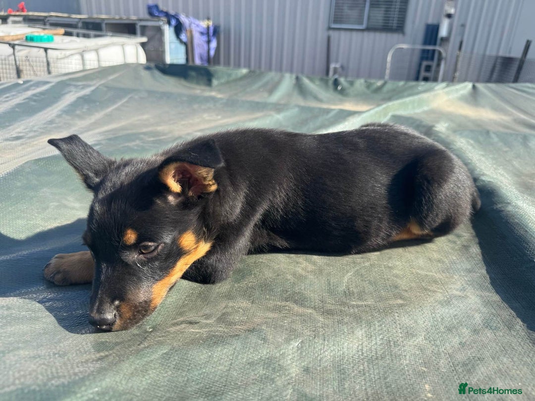 Australian Kelpie dogs for sale: Working Australian Kelpie Boys&Girls Pupps - Advert 4
