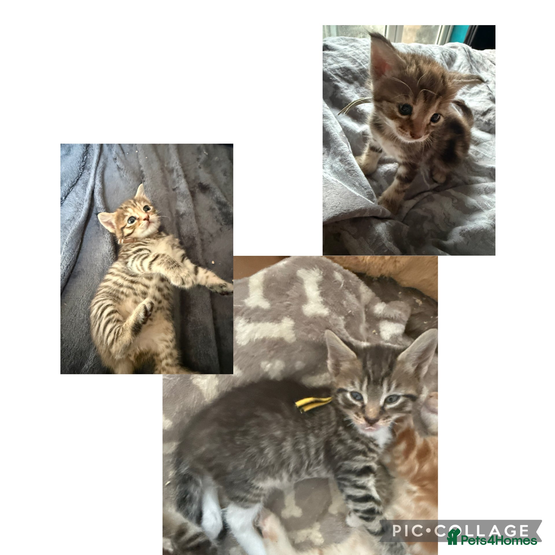 Norwegian Forest Cat cats 4 beautiful kittens left  - Advert 6