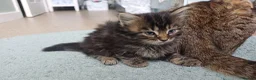 American Shorthair cats for sale: Kittens - Advert 3