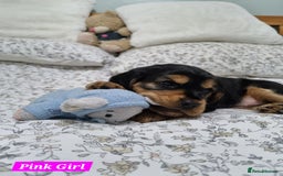 Cocker Spaniel dogs for sale: 🐾 Beautiful Show Cocker Spaniel Puppys - Image 21
