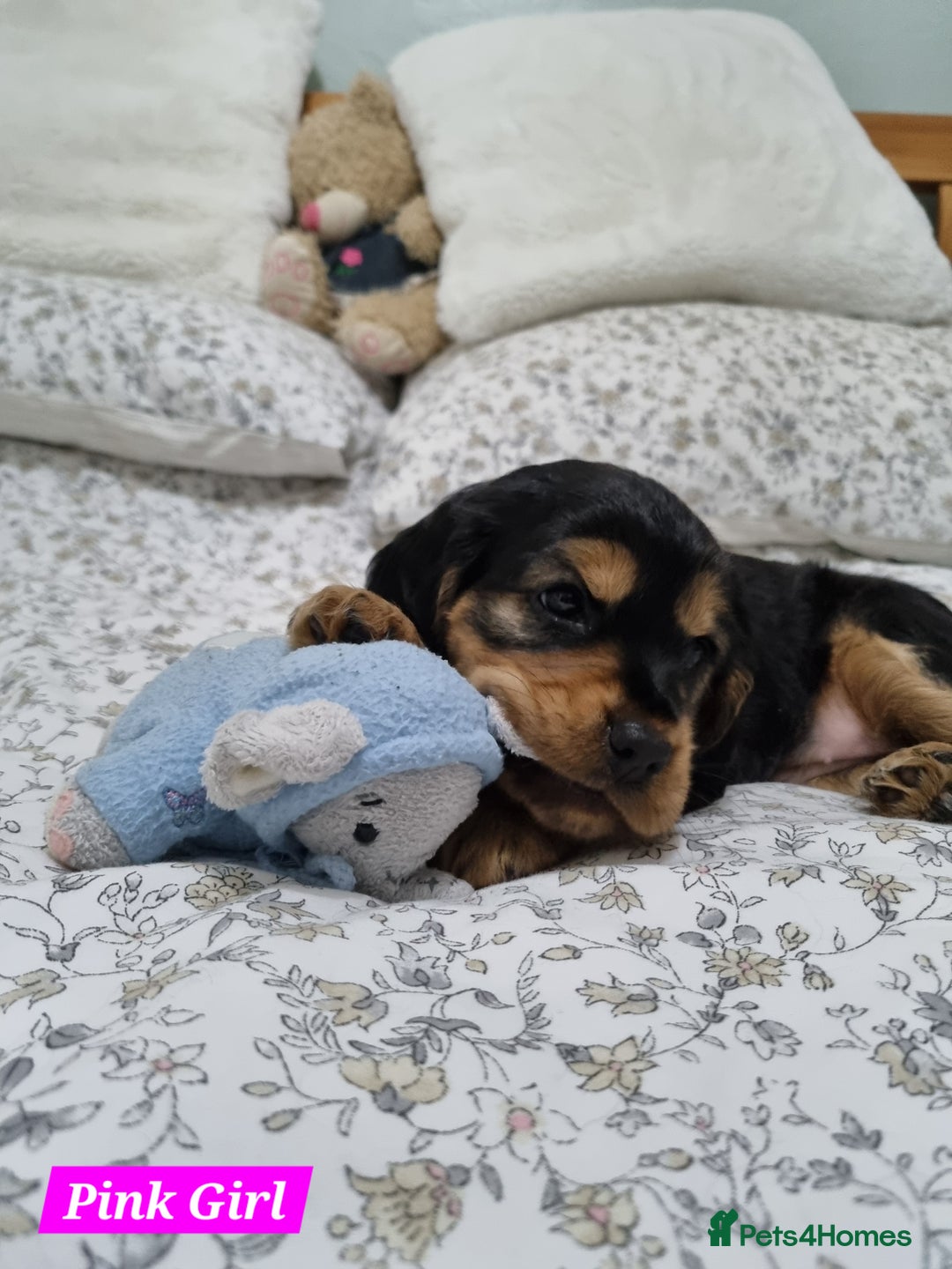 Cocker Spaniel dogs for sale: 🐾 Beautiful Show Cocker Spaniel Puppys - Image 21