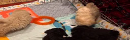 Shihpoo dogs for sale: Cute Shihpoo Puppies Shih Tzu X Poodle  - Advert 22