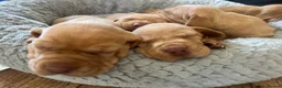 Hungarian Vizsla dogs for sale: Crufts Best in Show & Elite working Bloodlines - Advert 33