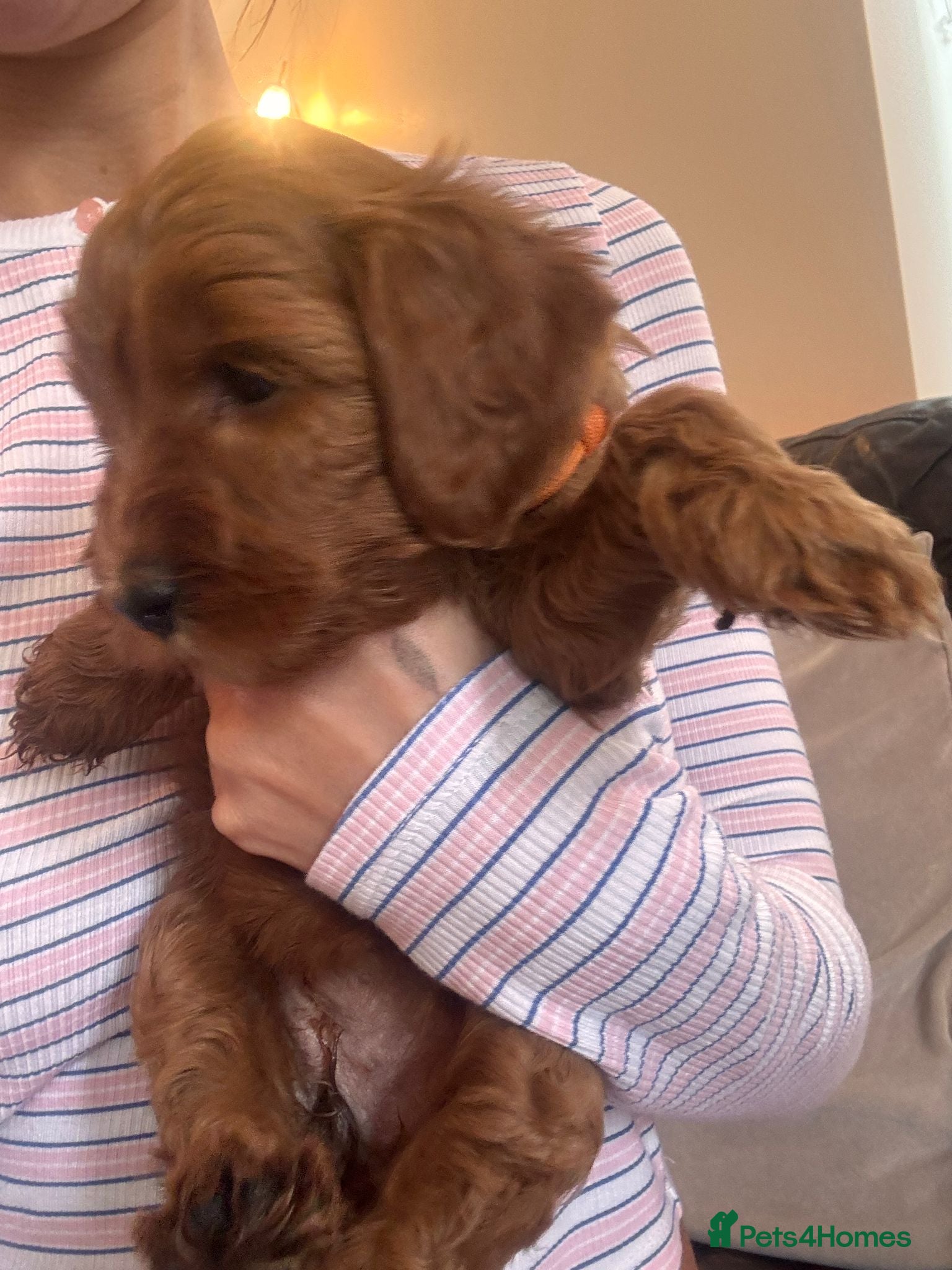 Mini Goldendoodle dogs 🌟Gorgeous Mini Goldendoodles🌟 - Advert 2