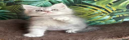 Maine Coon cats for sale: Tica registered polydactyl Maine coons  - Advert 19