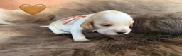Cocker Spaniel dogs for sale: Health tested parents orange roan show type  - Advert 4