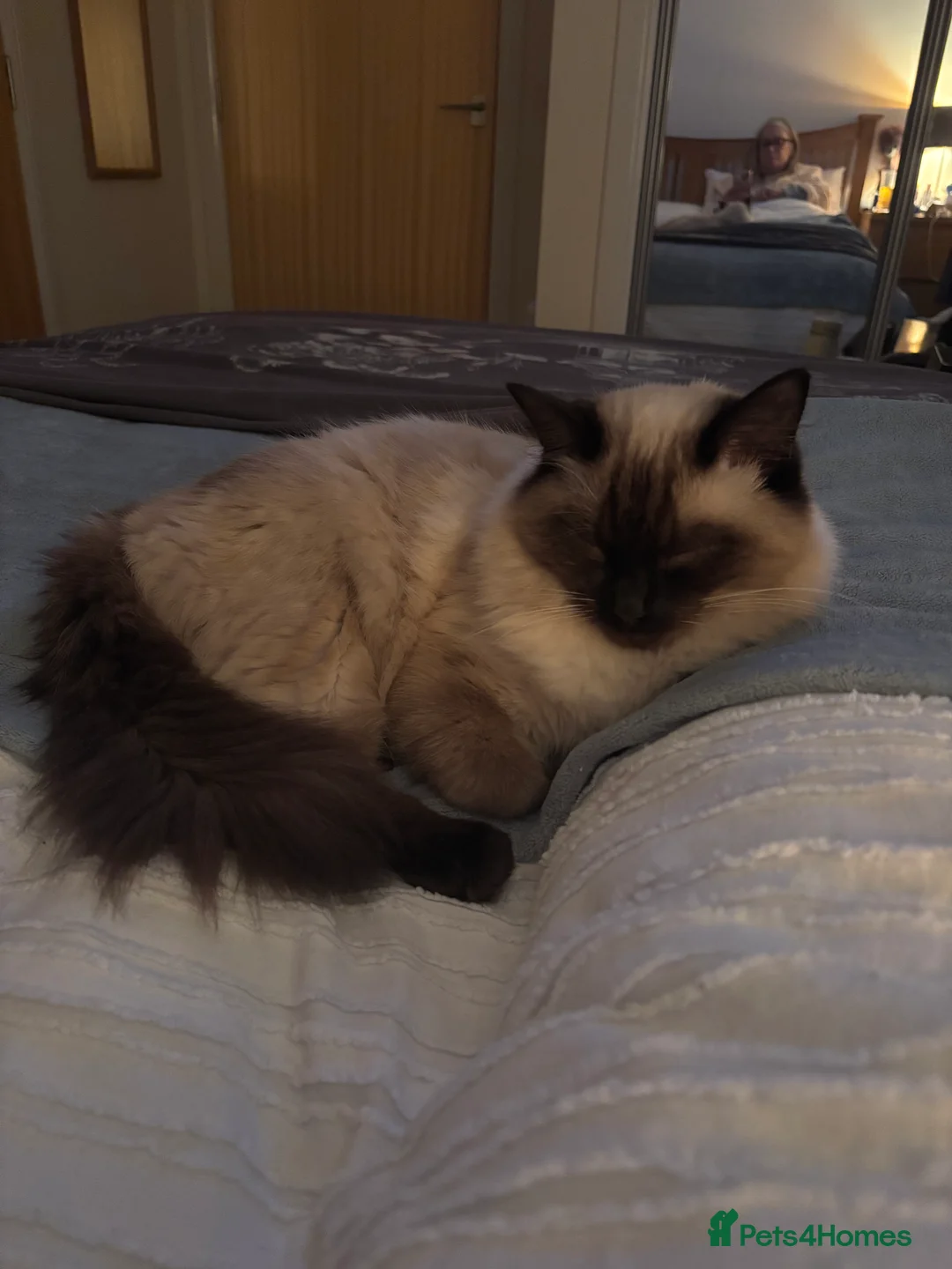Ragdoll cats for sale: Cooper - Advert 8