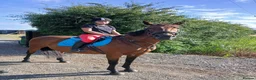 Irish Thoroughbred horses for sale: BAY MARE 15'2 MIDDLEWEIGHT TB  - Advert 1