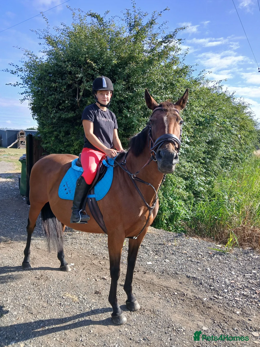 Irish Thoroughbred horses for sale: BAY MARE 15'2 MIDDLEWEIGHT TB  - Advert 1