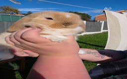 Mini Lop rabbits for sale: Two Mini Lop Bucks for Sale - Image 9