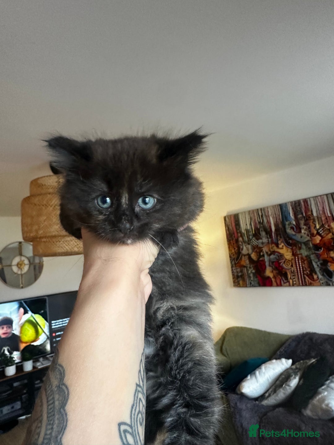 Ragdoll cats for sale: x4 adorable half ragdoll kittens ready to go soon - Image 6