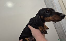 Miniature Dachshund dogs for sale: Miniature dashound in Y Felinheli - Image 11