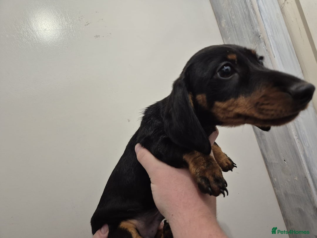 Miniature Dachshund dogs for sale: Miniature dashound in Y Felinheli - Image 11
