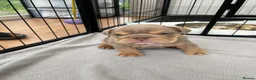 English Bulldog dogs for sale: English bulldog Fully KC registered @TheBullyLab26 - Advert 10
