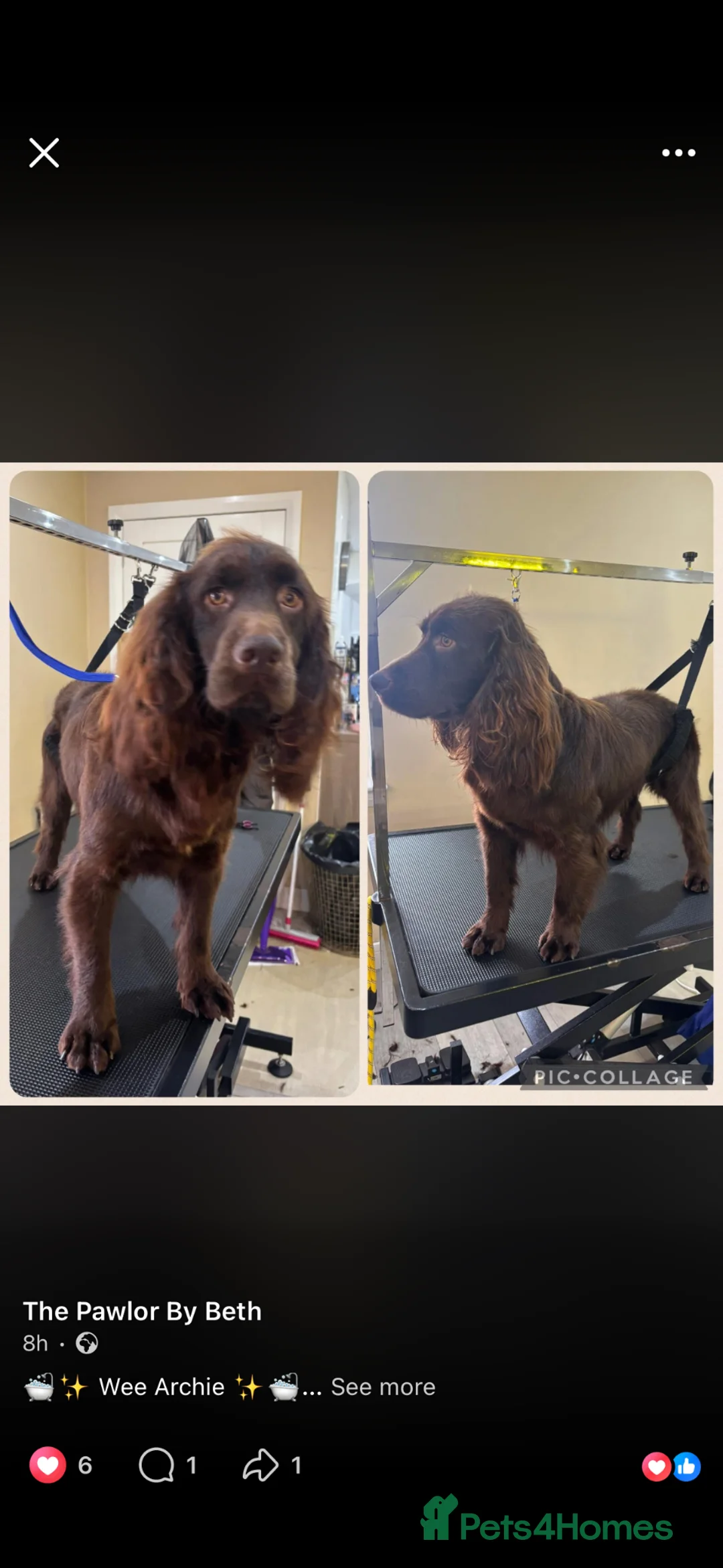 Cocker Spaniel dogs for sale: Chocolate cocker spaniel for sale  - Advert 3