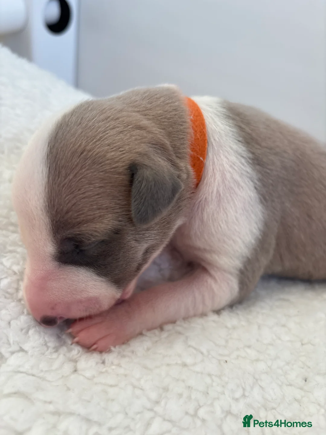 Whippet dogs for sale: 🌟 quality KC whippet pups 🌟 - Advert 4