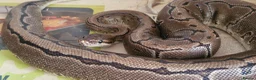 Python Snake reptiles for sale: Royal Python - Pinstripe - Advert 2