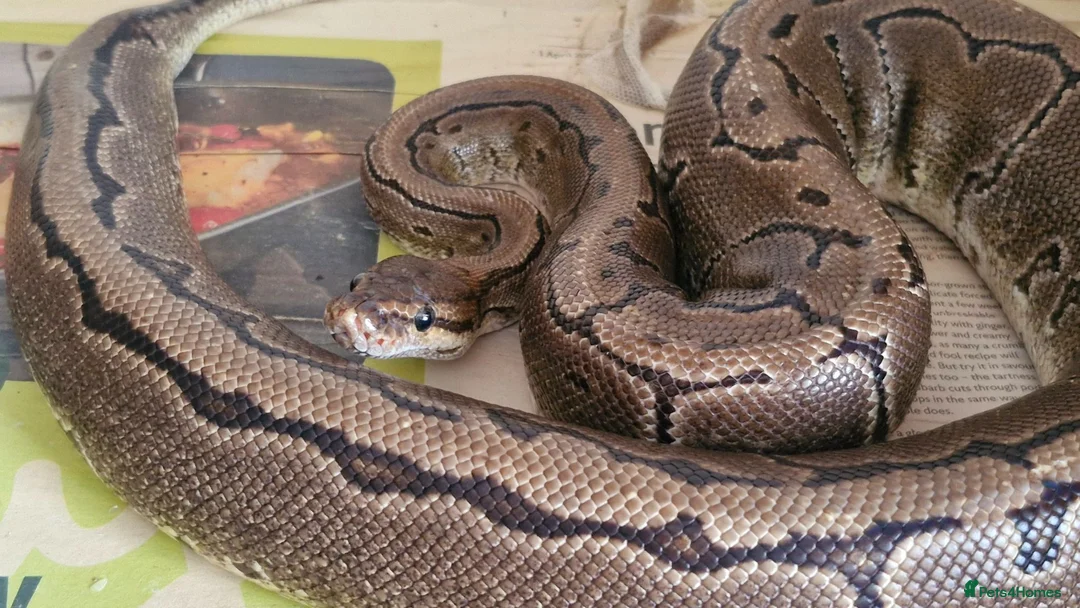 Python Snake reptiles for sale: Royal Python - Pinstripe - Advert 2