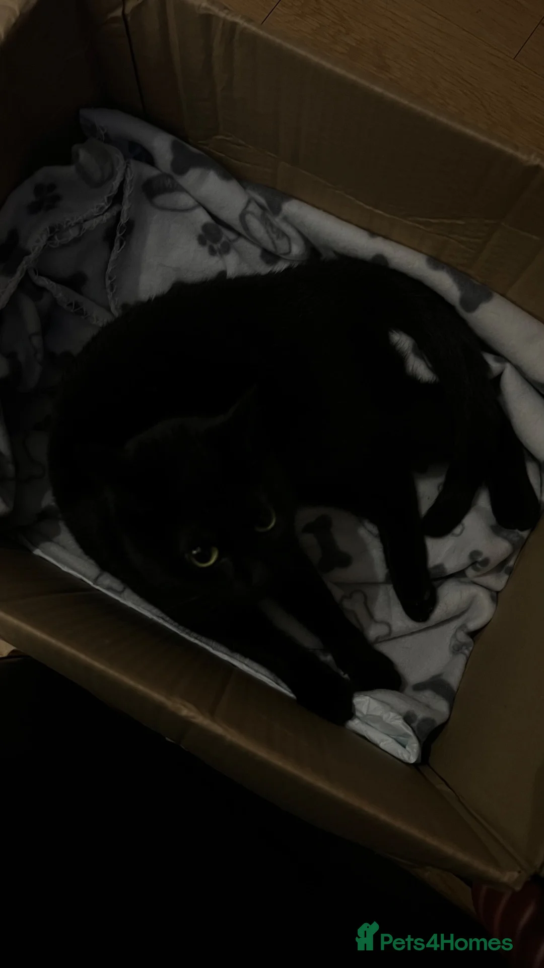 Mixed Breed cats for sale: Venus in Leicester - Advert 2
