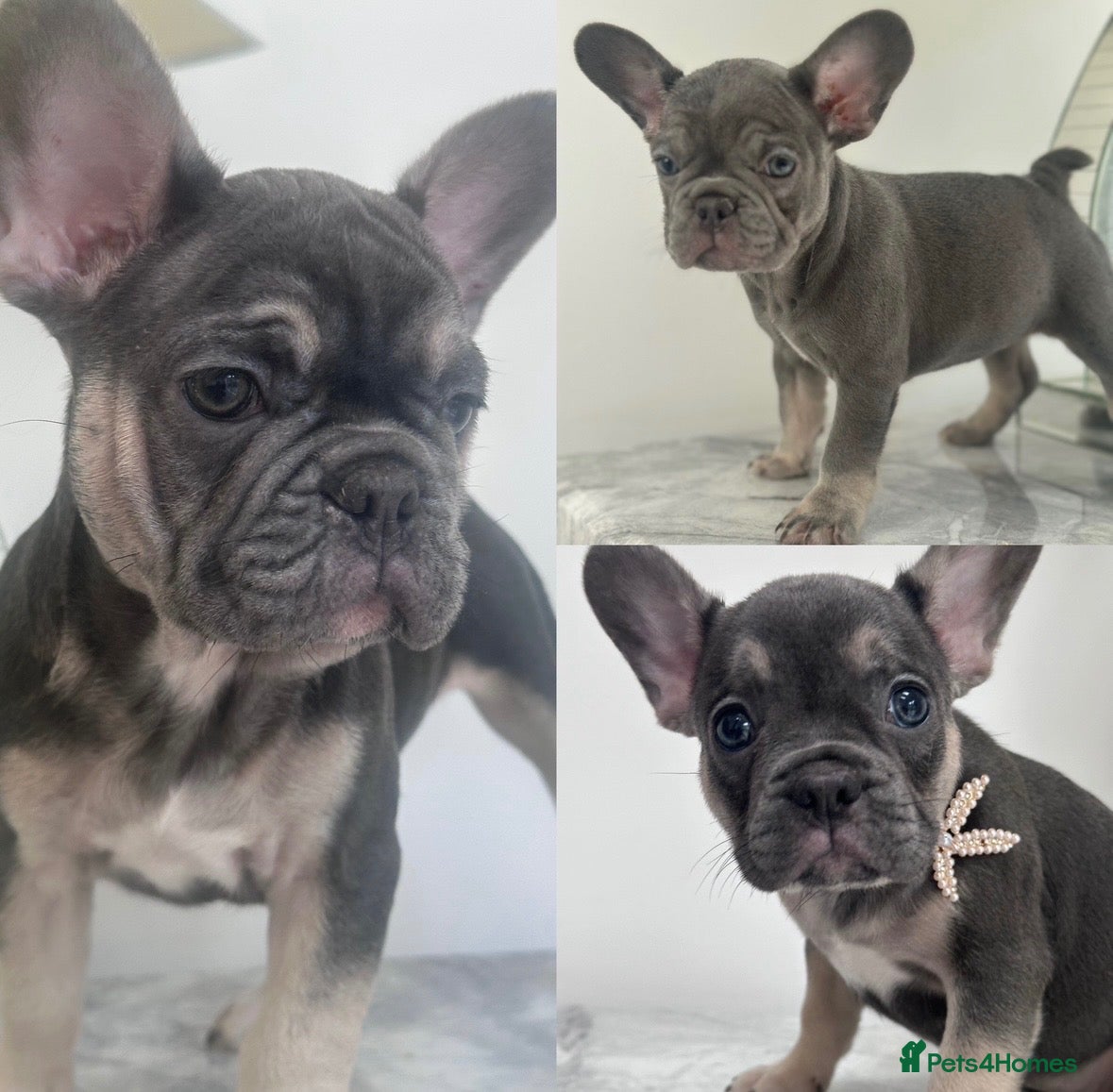 French Bulldog dogs French bulldog puppies 2 Boys 1 Bitch - Advert 18