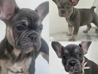 French Bulldog dogs French bulldog puppies 2 Boys 1 Bitch - Advert 18