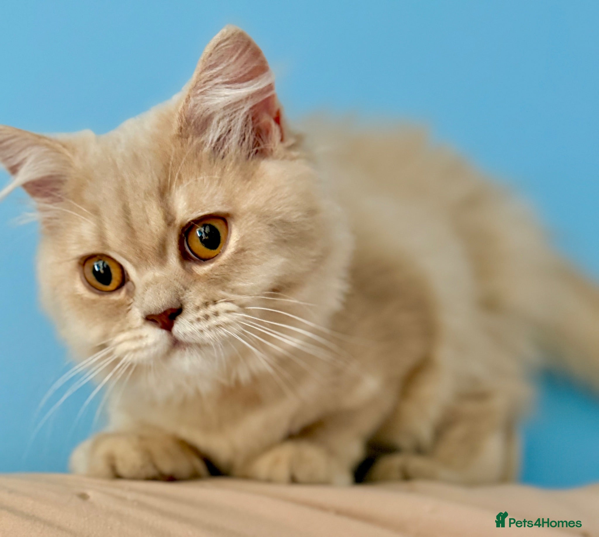 British Longhair cats 🌸GCCF BLH Golden Lilac Girl.  - Advert 1