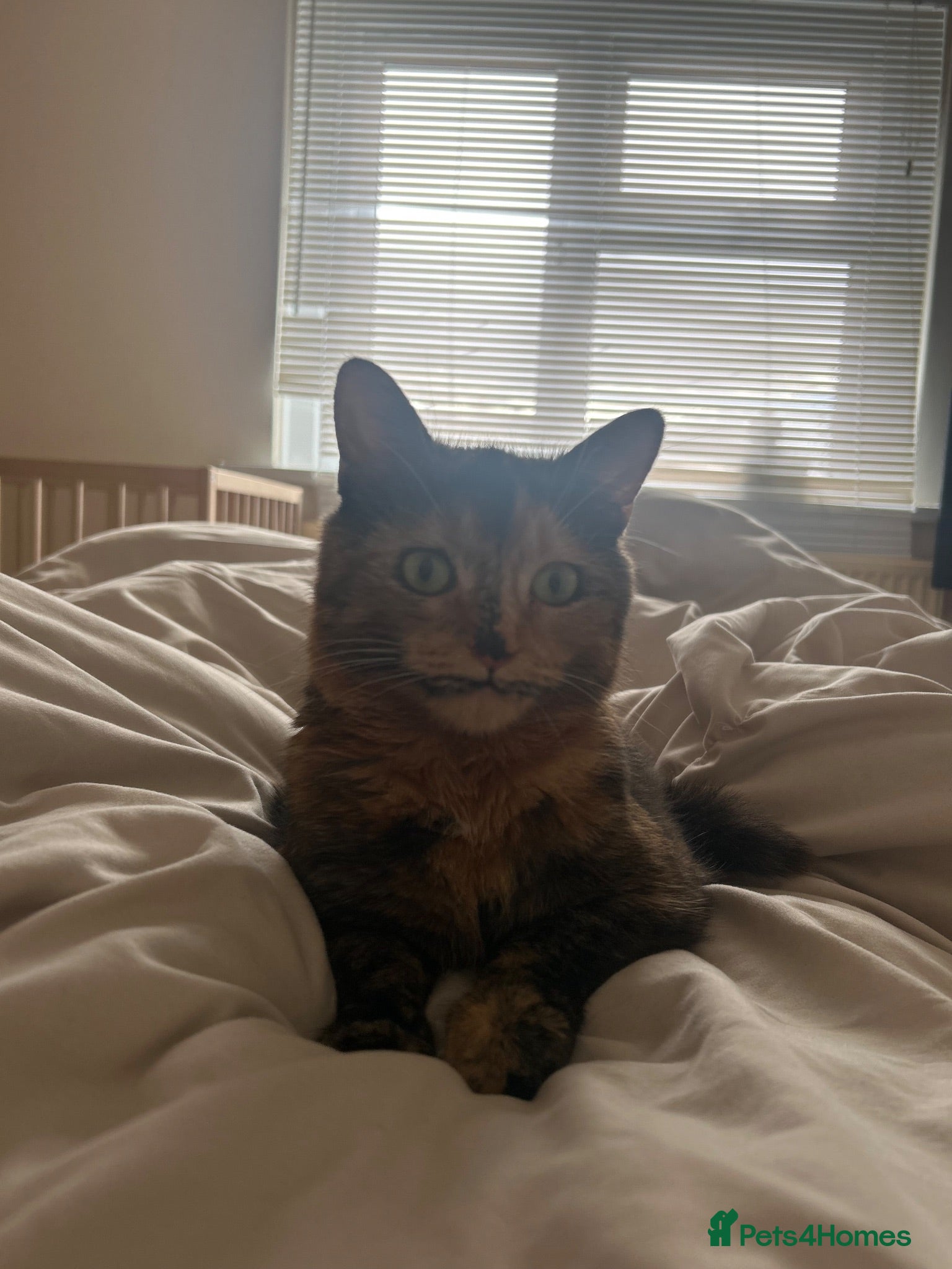Mixed Breed cats Three beautiful Female Cats🐾 - Advert 9