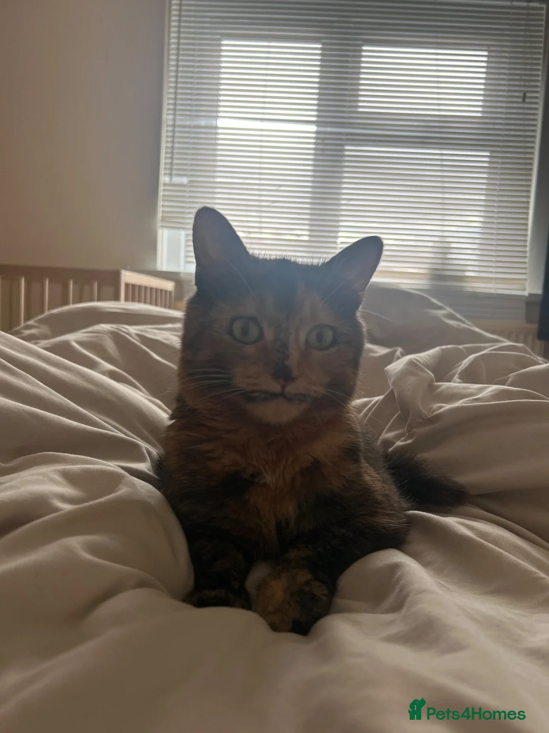 Mixed Breed cats for sale: Three beautiful Female Cats🐾 - Advert 1