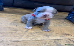 Boston Terrier dogs for sale: Boston terrier puppies - Image 32