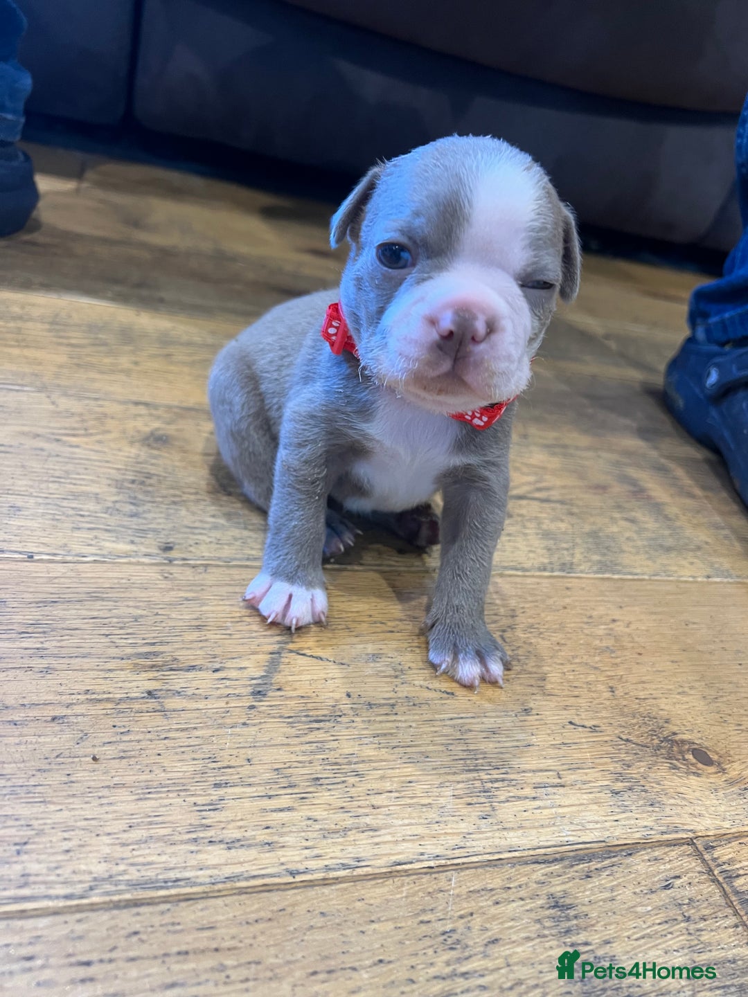 Boston Terrier dogs for sale: Boston terrier puppies - Image 32