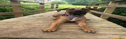 Mixed Breed dogs for sale: Forever home wanted  - Advert 11
