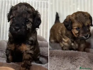 Maltipoo dogs Rare Maltipoo puppy’s - Advert 2