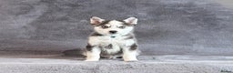 Pomsky dogs for sale: F3 blue eyes perfect husky markings Pomsky puppies - Advert 1
