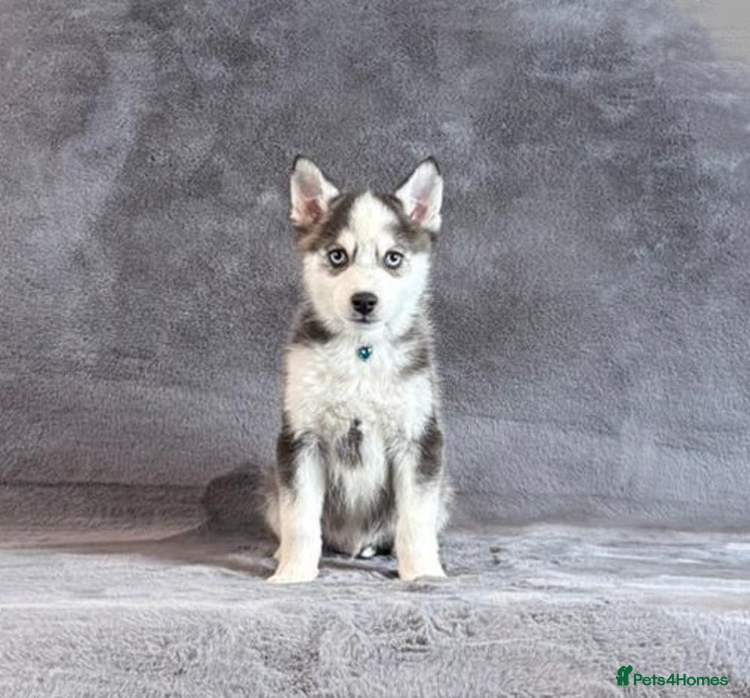 Pomsky dogs for sale: F3 blue eyes perfect husky markings Pomsky puppies - Advert 1