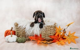 Mixed Breed dogs for sale: Final 2  puppies sharpei x show cocker   - Image 5