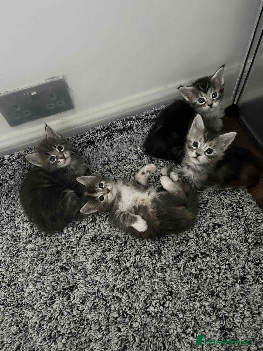 Maine Coon cats for stud: Champion Blue silver Maine Coon TICA GCCF Pedigree in Irvine - Advert 14