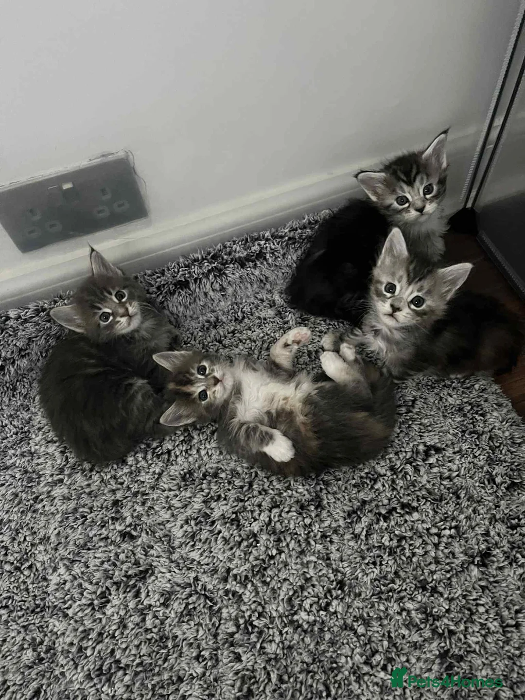 Maine Coon cats for stud: Champion Blue silver Maine Coon TICA GCCF Pedigree in Irvine - Advert 14